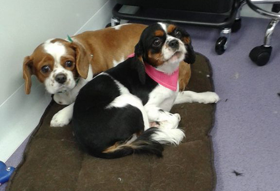 lulu and toby the dogs relaxing